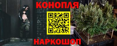 шишки Гай